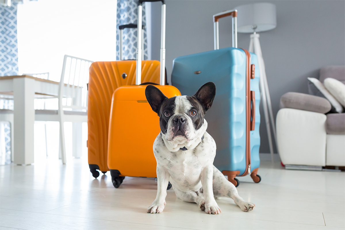 Pet-friendly accommodations: Consider fees, rules, amenities and more